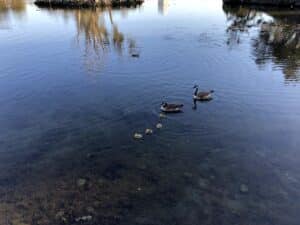 Ducks in water!