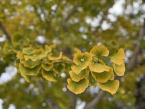 Photo of a Ginko tree branch