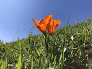 California poppy in bloom