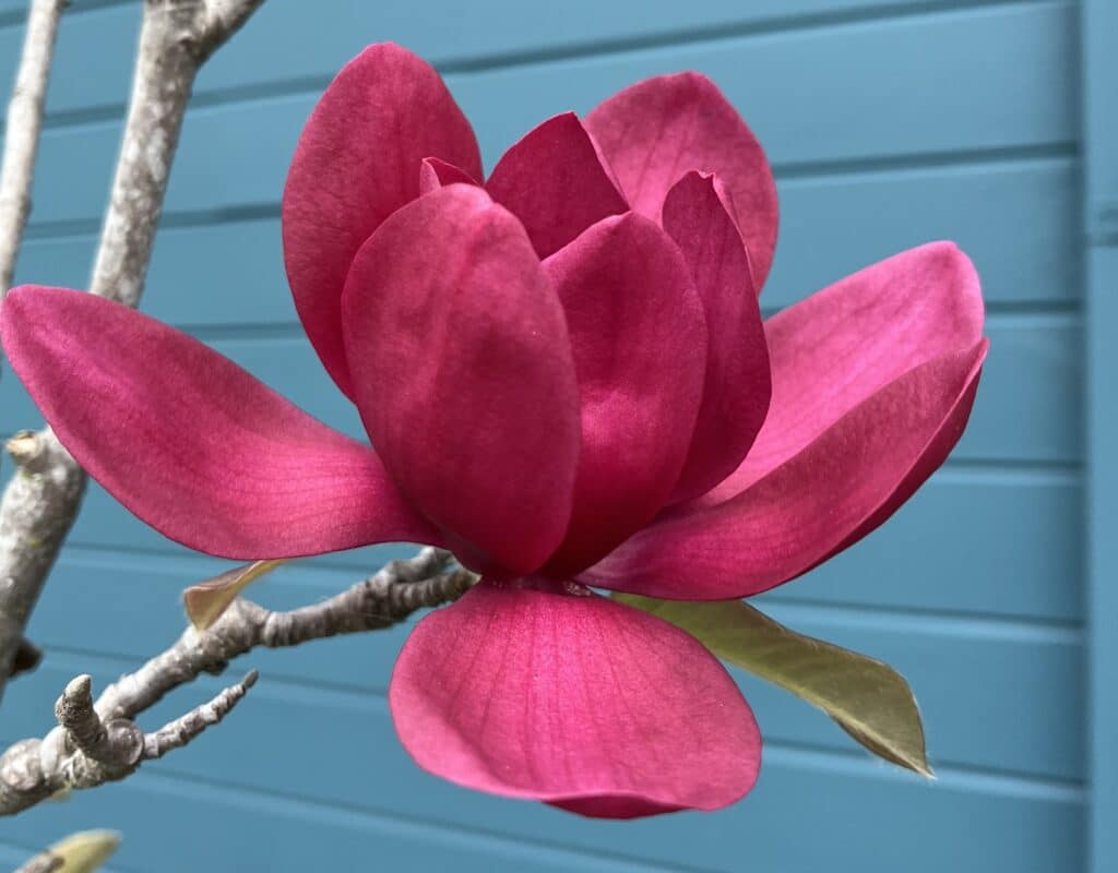 image of pink flower blooming