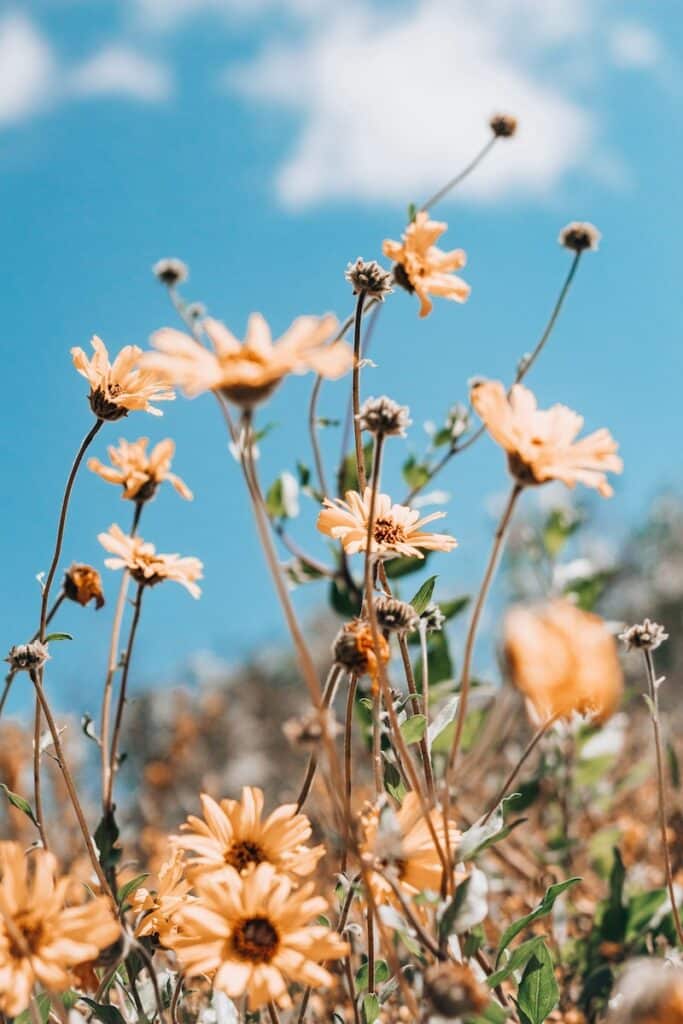 yellow flowers on a blue background